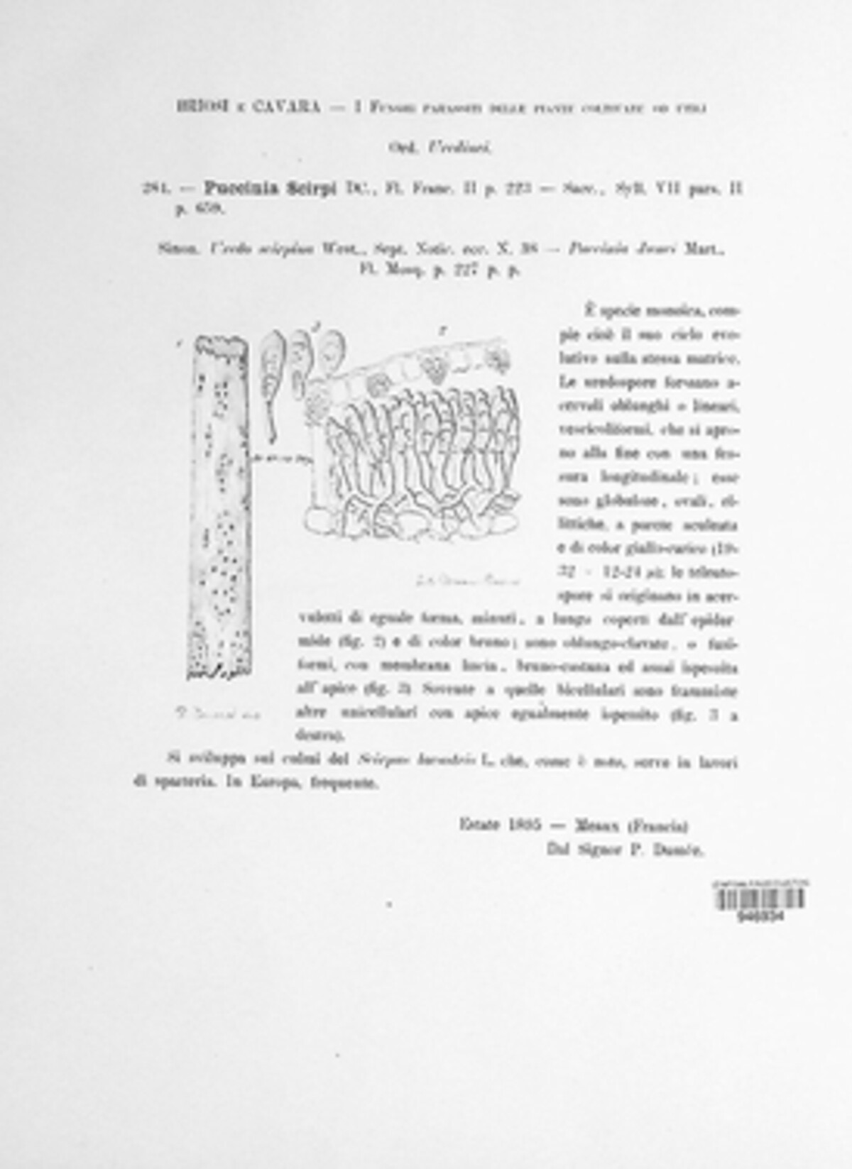 Puccinia scirpi image